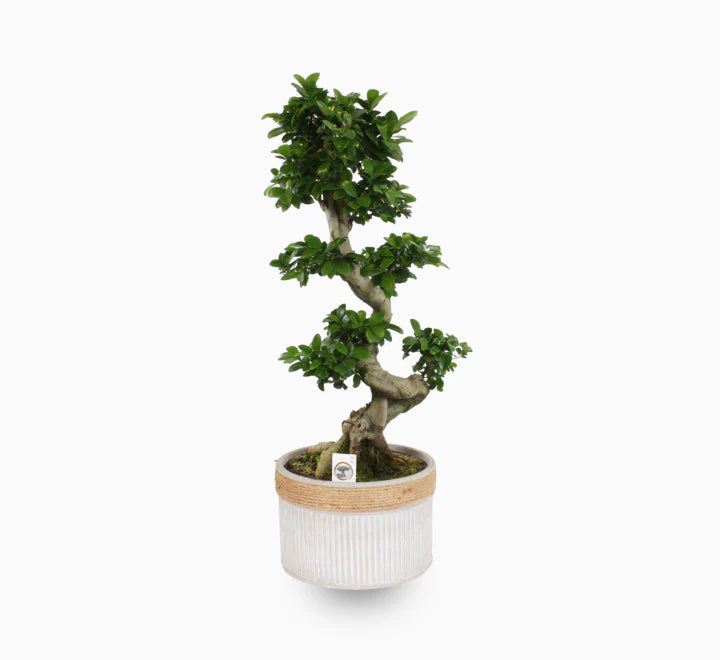Ficus Bonsai Plant