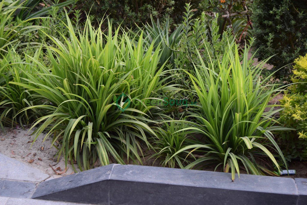 Variegated Dwarf Pandanus