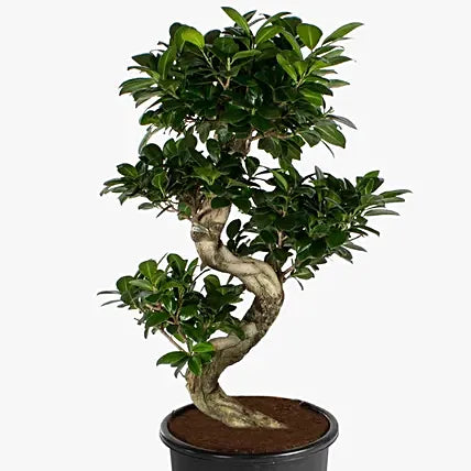 Ficus Bonsai Plant